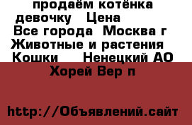 продаём котёнка девочку › Цена ­ 6 500 - Все города, Москва г. Животные и растения » Кошки   . Ненецкий АО,Хорей-Вер п.